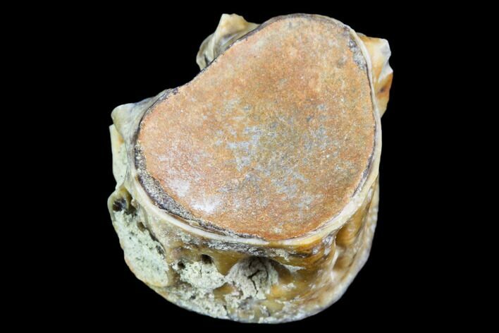Fossil Vertebra (Gar) - Aguja Formation, Texas #105054